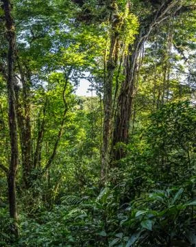 Old tree in Monteverde Cloud Forest Reserve view Stock Photos