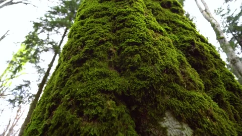 Old tree with moos and tree lichens on it. Tall Tree filmed from bottom to top. Video stock 150594571