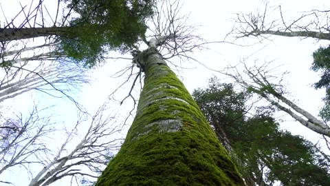 Old tree with moos and tree lichens on it. Tall Tree filmed from bottom to top. Stock Footage 150594580