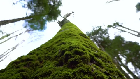 Old tree with moos and tree lichens on it. Tall Tree filmed from bottom to top. Stock Footage 150594636