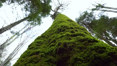 Old tree with moos and tree lichens on it. Tall Tree filmed from bottom to top. Stock Footage 150594637