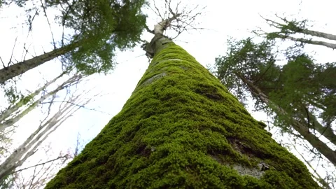 Old tree with moos and tree lichens on it. Tall Tree filmed from bottom to top. Stock Footage 150594713