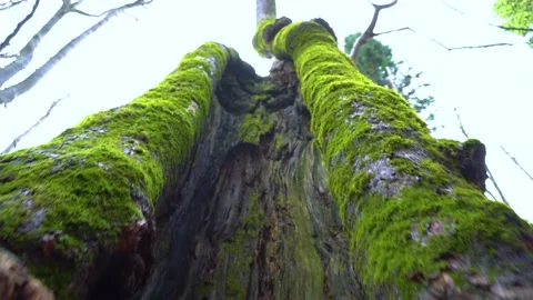 Old tree with moos and tree lichens on it. Tall Tree filmed from bottom to top. 스톡 동영상 150594882