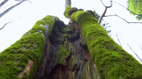 Old tree with moos and tree lichens on it. Tall Tree filmed from bottom to top. Stock Footage 150594947