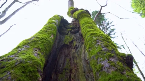 Old tree with moos and tree lichens on it. Tall Tree filmed from bottom to top. Stock-Footage 150594985