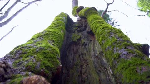 Old tree with moos and tree lichens on it. Tall Tree filmed from bottom to top. Video stock 150594998