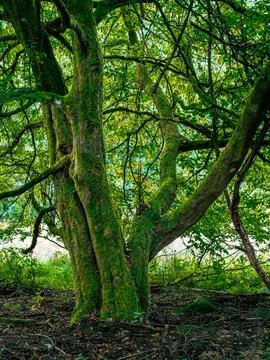 An old tree with moss and many branched branches 스톡 사진