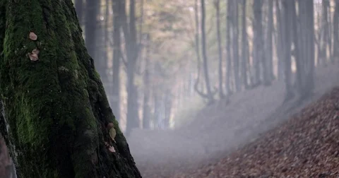 Old Tree With Moss and a Road in Autumn Forest With Fog Stock Footage 71269066