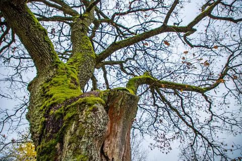 Old tree with moss in autumn Stock Photos