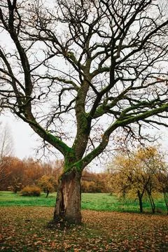 Old tree with moss in autumn Stock Photos