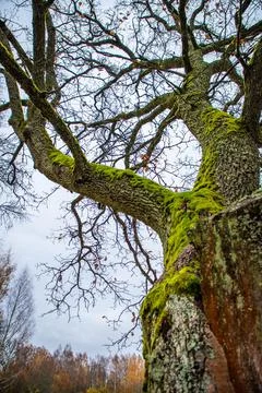 Old tree with moss in autumn Stock Photos