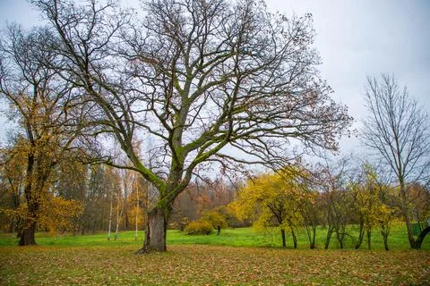 Old tree with moss in autumn Stock Photos