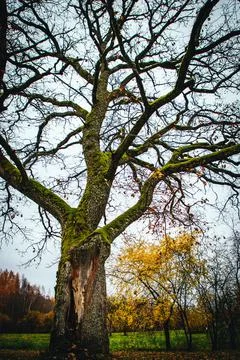 Old tree with moss in autumn Stock Photos