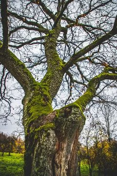 Old tree with moss in autumn Stock Photos