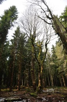 Old tree with moss on clearing in forrest on sunny day 库存照片