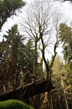 Old tree with moss on clearing in forrest on sunny day 스톡 사진