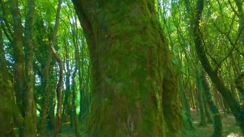 Old tree with moss covered branches in green woods in Ireland Stock Footage 340435349
