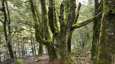 An old tree, moss Video stock 245060136
