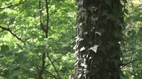 Old tree with moss in the forest Stock-Footage 75234470
