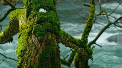 Old tree with moss, a little bit snow, mountain river, slow motion Stock Footage 84974667