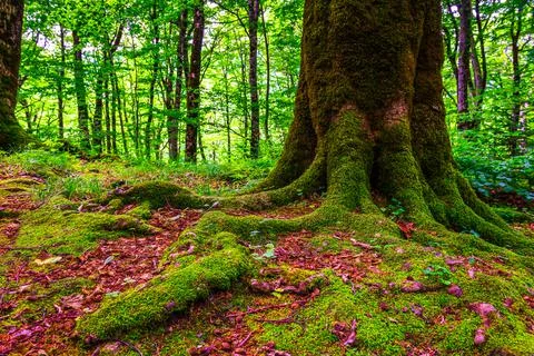 Old tree in moss Stock-Fotos