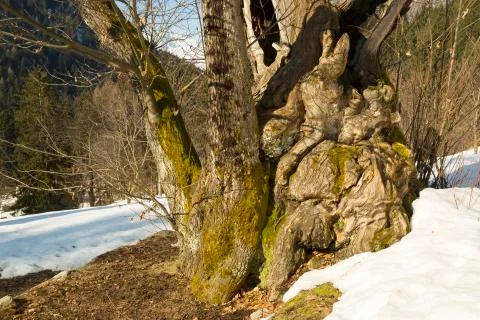 Old tree with moss on roots Stock Photos