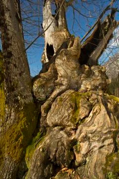 Old tree with moss on roots Stock Photos