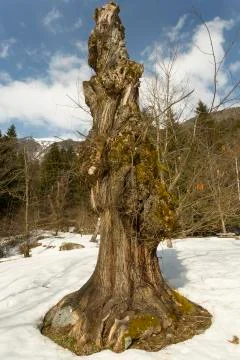 Old tree with moss on roots Stock Photos