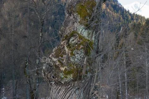 Old tree with moss on roots Stock Photos