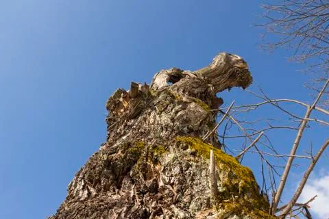 Old tree with moss on roots Stock Photos
