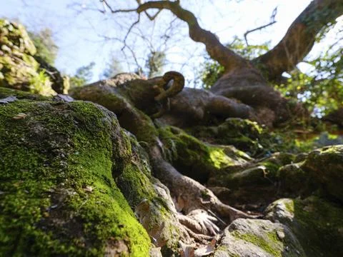 An old tree with moss roots Stock Photos