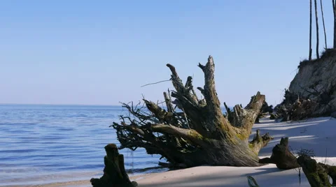 Old tree with with  moss on  seashore. Close up Landscape. 4K 3840x2160 Vidéo 49058408