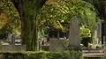 Old tree with moss standing between graves at Mirogoj cemetery, attraction HD Footage