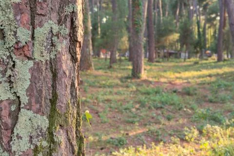 Old tree mossy bark texture Stock Photos
