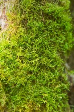 Old tree mossy bark texture Stock Photos