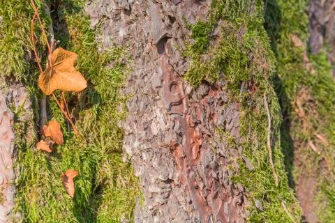 Old tree mossy bark texture Stock Photos