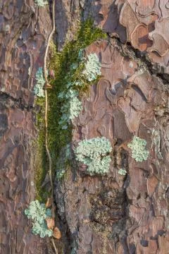 Old tree mossy bark texture Foto stock