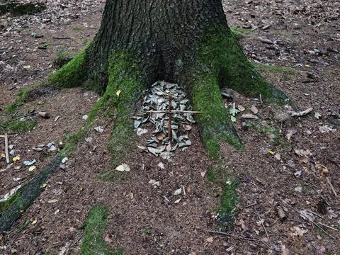 Old tree with mossy roots spanning forest floor, central leaf circle arranged Stock Photos