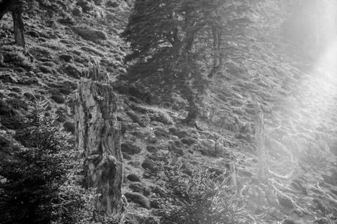 Old tree at the mountain Stock Photos
