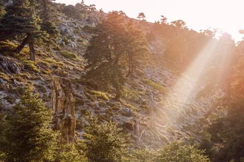 Old tree at the mountain Stock Photos