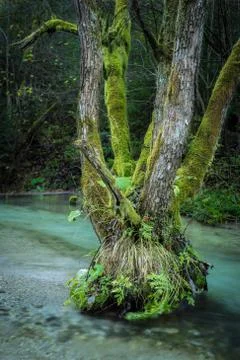 Old tree in a mountain stream Foto stock