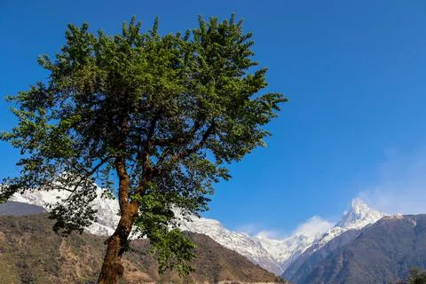An old tree with mountains on background Stock Photos