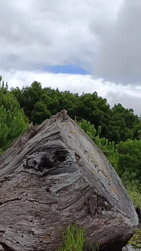 Old tree in the mountains Stock Footage 322170453