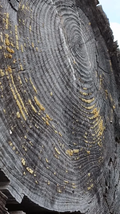 Old tree in the mountains Stock Footage 322170515