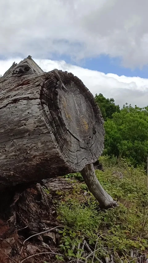 Old tree in the mountains Stock Footage 322170577