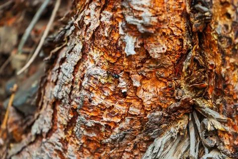 Old tree in the mountains. log without bark 写真素材