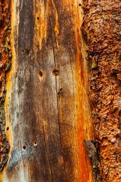 Old tree in the mountains. log without bark Stock Photos