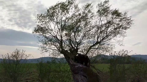 Old tree moving in the wind, dark, moody mood Vidéo 130502701