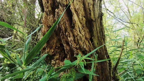 Old tree in the nature Vídeos de archivo 117167302