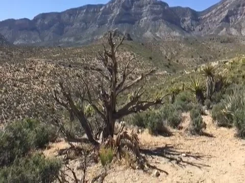 Old tree in Nevada desert Stock Footage 81190565